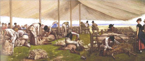 A Sheep-Shearing Match